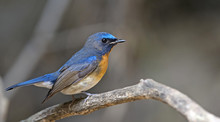 Bird, Blue Bird, Male Blue-throated Flycatcher (Cyornis Rubeculo