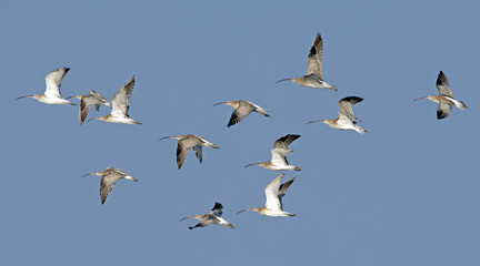 Bird, Bird of Thailand, Migration birds on blue sky in Flight