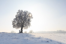 Single Tree In A Winter Landscape With Wayside Cross In Bavaria Germany