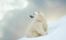 Polar Bear In Winter