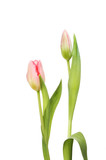 Fototapeta Tulipany - Tulip flower and bud