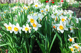 Fototapeta Tulipany - White narcissus in a group growing in a garden flowerbed. Growing White Daffodil Flowers. Flower bed of Daffodils growing on a Daffodils garden