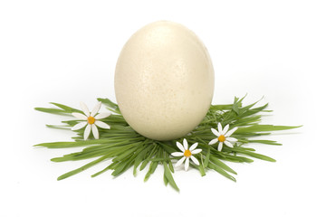 Egg with grass and flowers isolated on white background