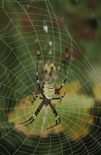Spider Sitting In Web