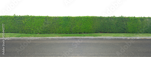 Fotografía Green leaves wall and asphalt road isolated on white background