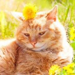 Wall Mural - Cat in the Green Grass in Summer - Beautiful Red Cat with Yellow Eyes - Playing Cat - Pets Care Concept - Sunny Photo