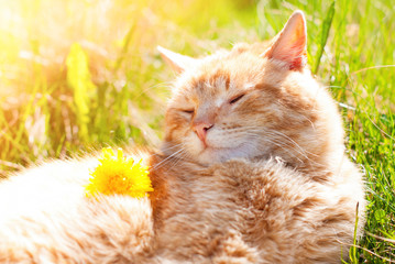 Wall Mural - Cat in the Green Grass enjoying life in Summer - Beautiful Red Cat with Yellow Eyes - Playing Cat - Pets Care Concept - Sunny Photo