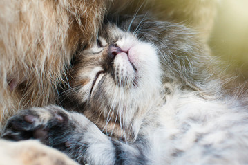 Wall Mural - Playing Cat - Cute Striped Kitten Enjoying Life Outdoors - Pets Care Concept - Sunny Photo