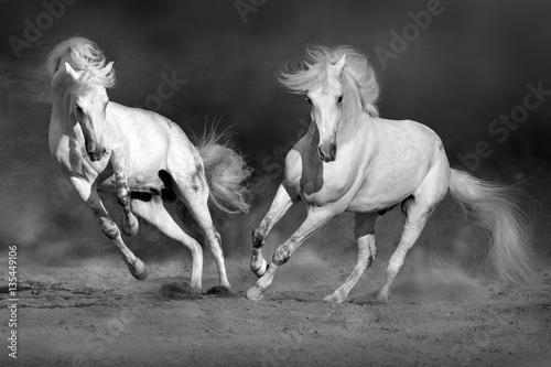 Fototapeta na wymiar Cople horse in motion in desert against dramatic dark background. Black and white picture