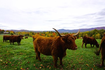 Brown cow with horns