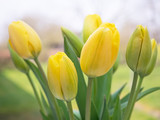 Fototapeta Tulipany - Tulpen - Freilandtulpen - Blumenstrauß - Frühling - Ostern