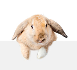 Poster - Rabbit looking over a signboard. Isolated on white background