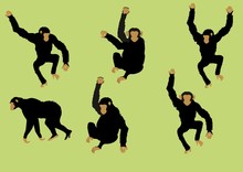 Black Monkey Set In Different Poses Vector Image