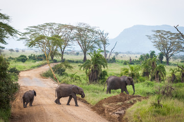 Wall Mural - Elephant family with babies crossing unpaved road in bush, safari in Serengeti National Park, Tanzania, Africa. Sunny summer day during the dry season.