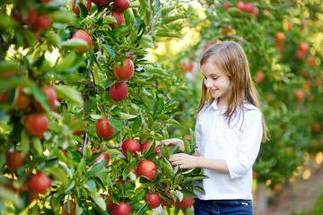 Cute little girl picking apples in apple tree orchard