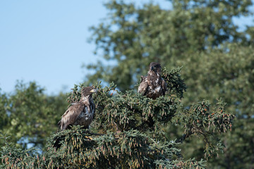 Wall Mural - two immature bald eagles in a tree