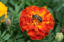 Bee On A Marigold Flower