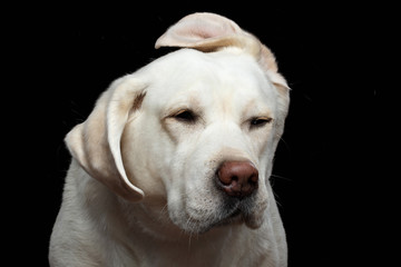 Wall Mural - Close-up Portrait of Funny Labrador retriever dog shake head, with flying ears, on isolated black background, front view