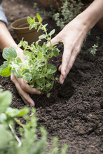 Hands Placing Oregano Plant Into Garden