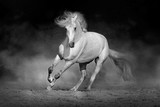 Fototapeta Konie - Horse in motion in desert  against dramatic dark background. Black and white picture
