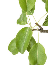 Isolated Pear Branch