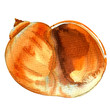 Sea shell closeup isolated, watercolor illustration on white