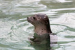 © hakbak - Portrait of a little seal