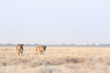 Female lion in Etosha National Park