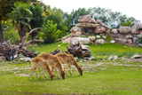 Fototapeta Zwierzęta - Group of three deers feeding in Parco Natura Viva zoo near Garda lake