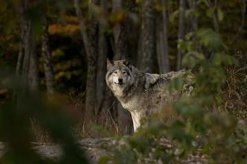 Naklejka na meble Timber wolf or Grey Wolf (Canis lupus) on the hunt in autumn in Canada