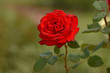 Red rose on green background. Selective focus.