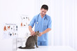 © Africa Studio - Handsome young veterinarian examining cat in clinic