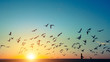 Silhouettes flock of seagulls over the Ocean during sunset.