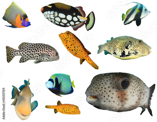 Fish Isolated Tropical Fish White Background Angelfish