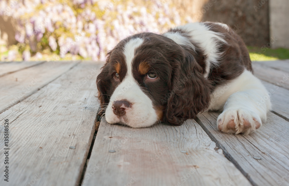 Springer spaniel puppy dog lays down on wood deck Stock Photo | Adobe Stock