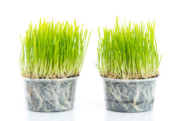 Green wheat on white background