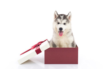 Wall Mural - siberian husky puppy sitting in a gift box