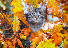 Beautiful Kitty Sitting On The Autumn Tree