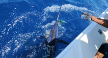Big Game Fishing. Marlin On The Hook