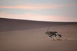 Oryx in the Sand Dunes