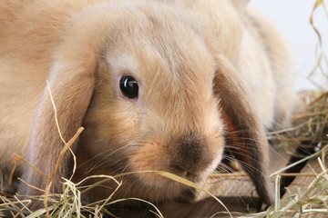 Wall Mural - bunny rabbit