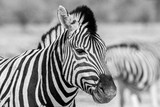 Fototapeta Konie - wild zebras living in Etosha National Park