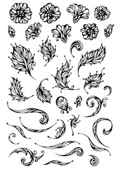  Vector set of floral elements.