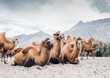 Herd of camels on the sands of Nubra valley, India