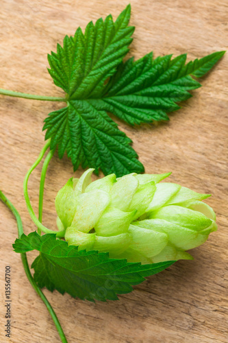 Fototapeta na drzwi i meble Hops background of the old board