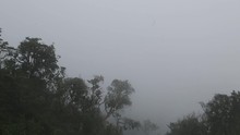 Turkey, Birds, Animals, Thick Fog In The Yanacocha Reserve Near Guagua Pichincha; Quito, Ecuador 