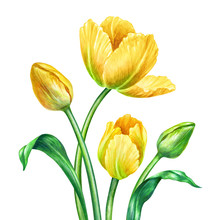 Watercolor Yellow Tulips, Botanical Illustration, Isolated On White Background