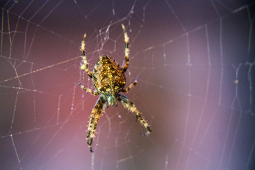 Spider