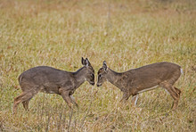 Two Young Bucks Stand Head To Head.