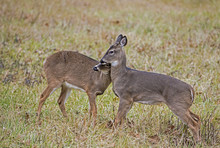 Two Young White Tailed Deer Playing Together.